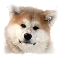 Élevage Akita Inu