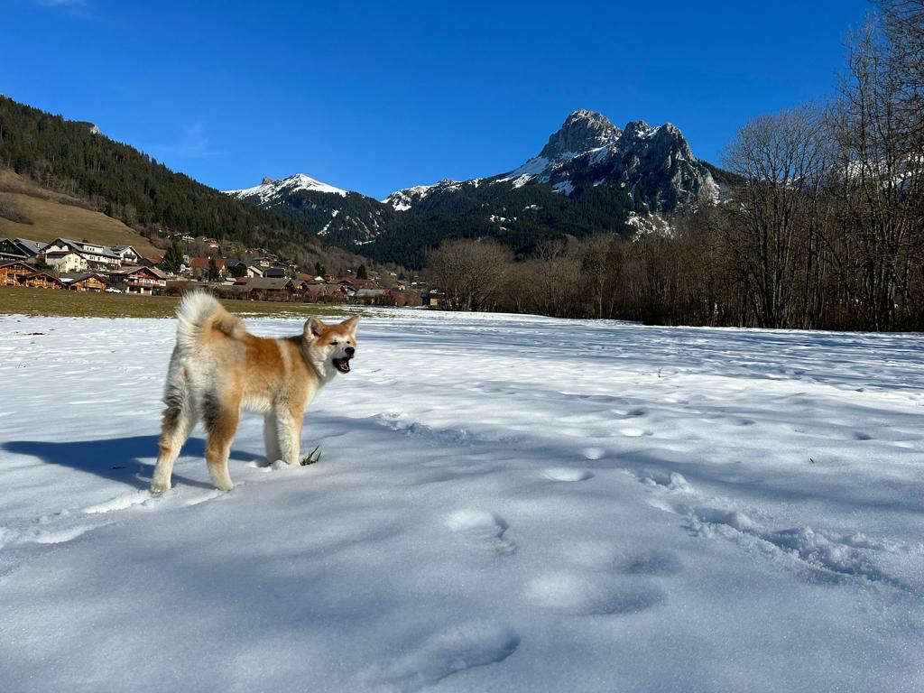 Taika, un Akita Inu debout dans la neige