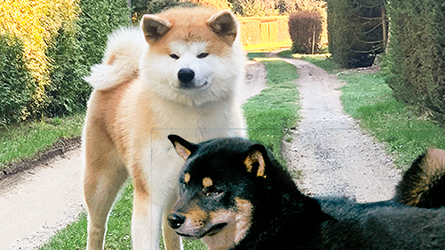 Comparaison entre Akita Inu et Shiba Inu