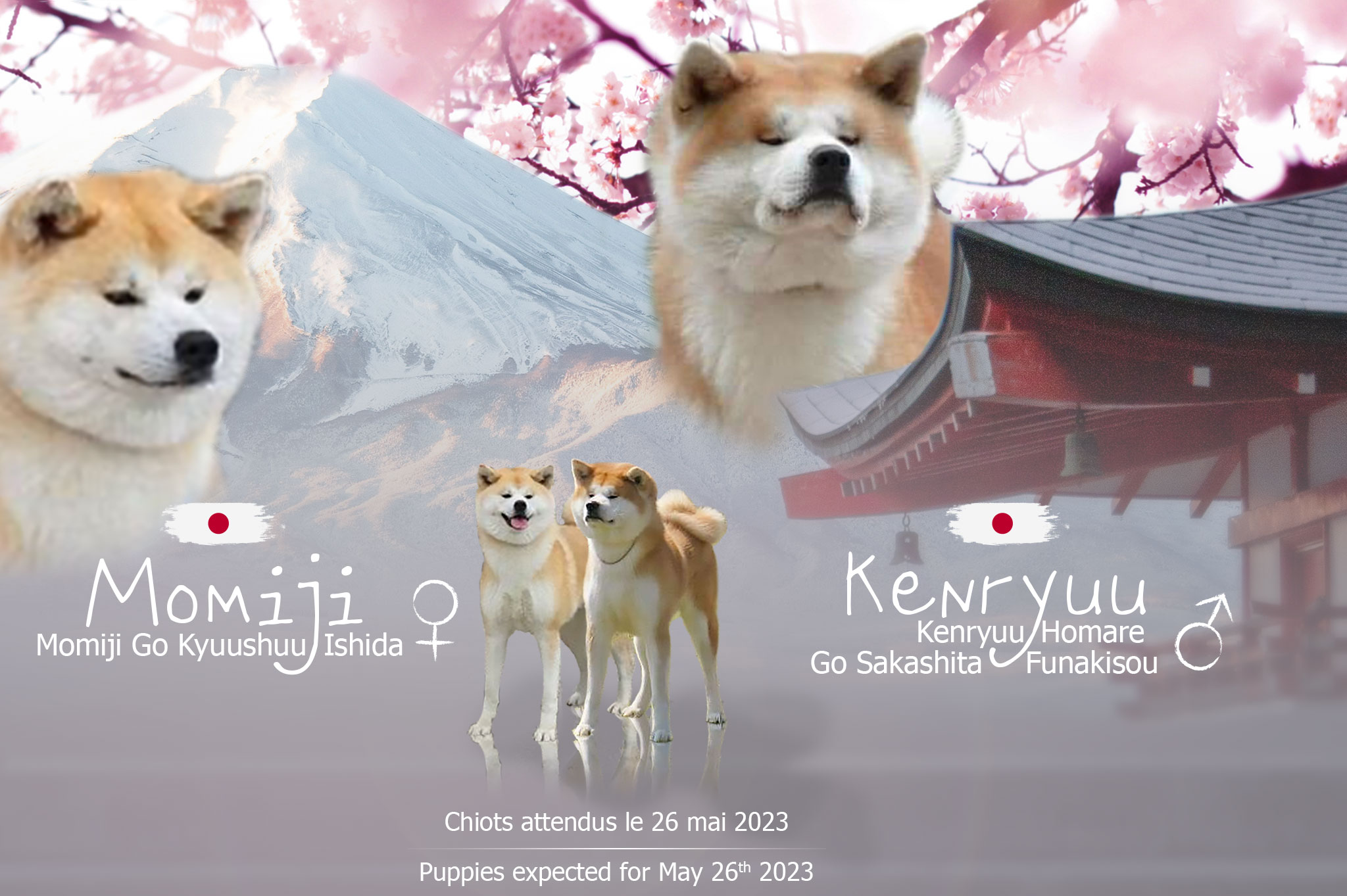 Les chiots Akita Inu issus de l'accouplement entre Momiji et Kenryuu sont attendus pour le 26 mai 2023.